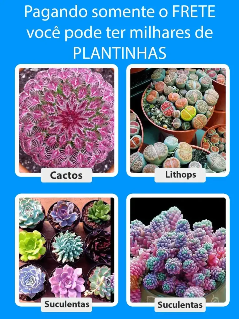 Suculentas